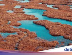 Gokil! Lahan Gambut Di Skotlandia Masuk Warisan Dunia UNESCO