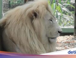 Hampir Tak Berjarak Didalam Singa Putih Di Ancol