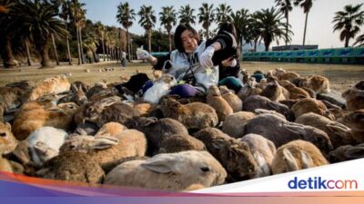 Potret Pulau Kelinci Hingga Jepang yang ‘Meresahkan’ Peneliti