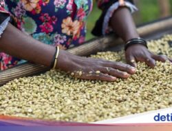 5 Bangsa Penghasil Biji Minuman Berkualitas Ke Dunia, Ada Indonesia?