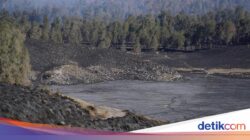 590 Hektare Kawasan TNBTS Terdampak Kebakaran, Vegetasi Menghitam