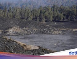 590 Hektare Kawasan TNBTS Terdampak Kebakaran, Vegetasi Menghitam