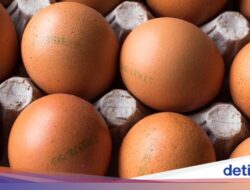 Apa Beda Telur Bersama Label Cage-Free, Free-Range, dan Pasture-Raised?
