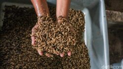 Bisa Bantu Urai Sampah Organik, Amankah Pelihara Maggot?