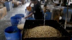 Perkuat Ketahanan Ekosistem Kedelai lewat Kolaborasi