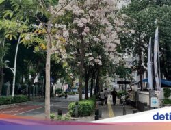 Tak Perlu Ke Luar Negeri, Bunga Tabebuya Bersemi Di Cikini Bikin Jatuh Hati